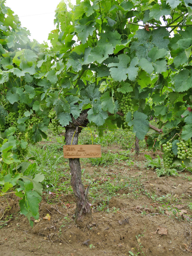 Виноградник на урожай